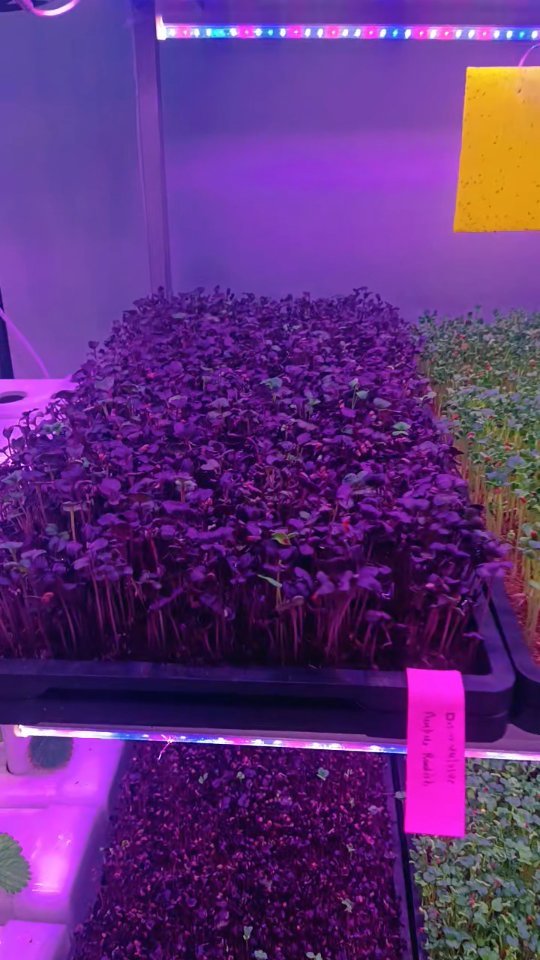 inhydro.in 게시물 이미지: Microgreens – grown in a controlled...