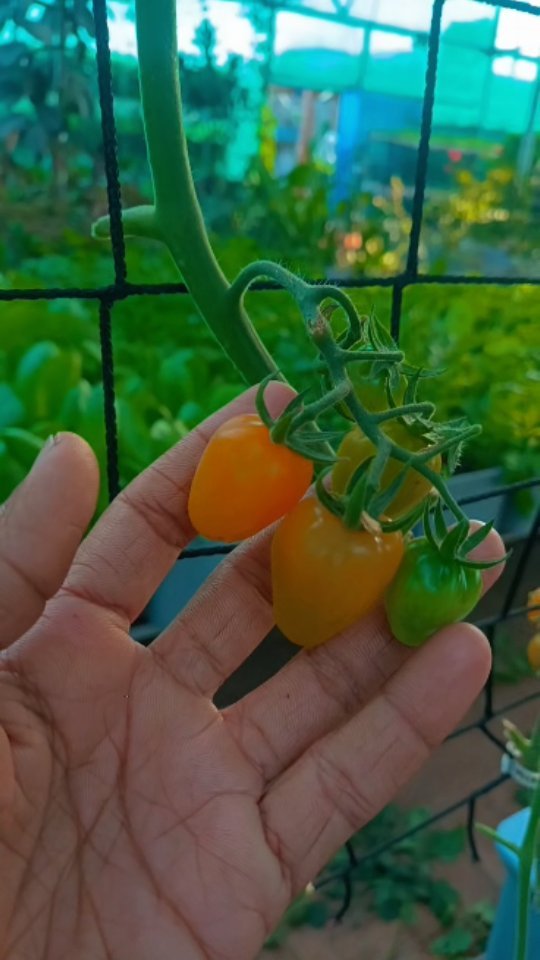 inhydro.in 게시물 이미지: Hydroponic Yellow Cherry Tomatoes🍅
Also known...