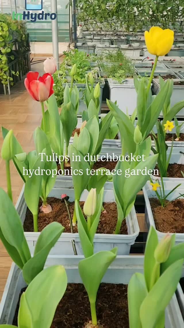 inhydro.in 게시물 이미지: Tulips blooming beautifully in a Dutch Bucket...
