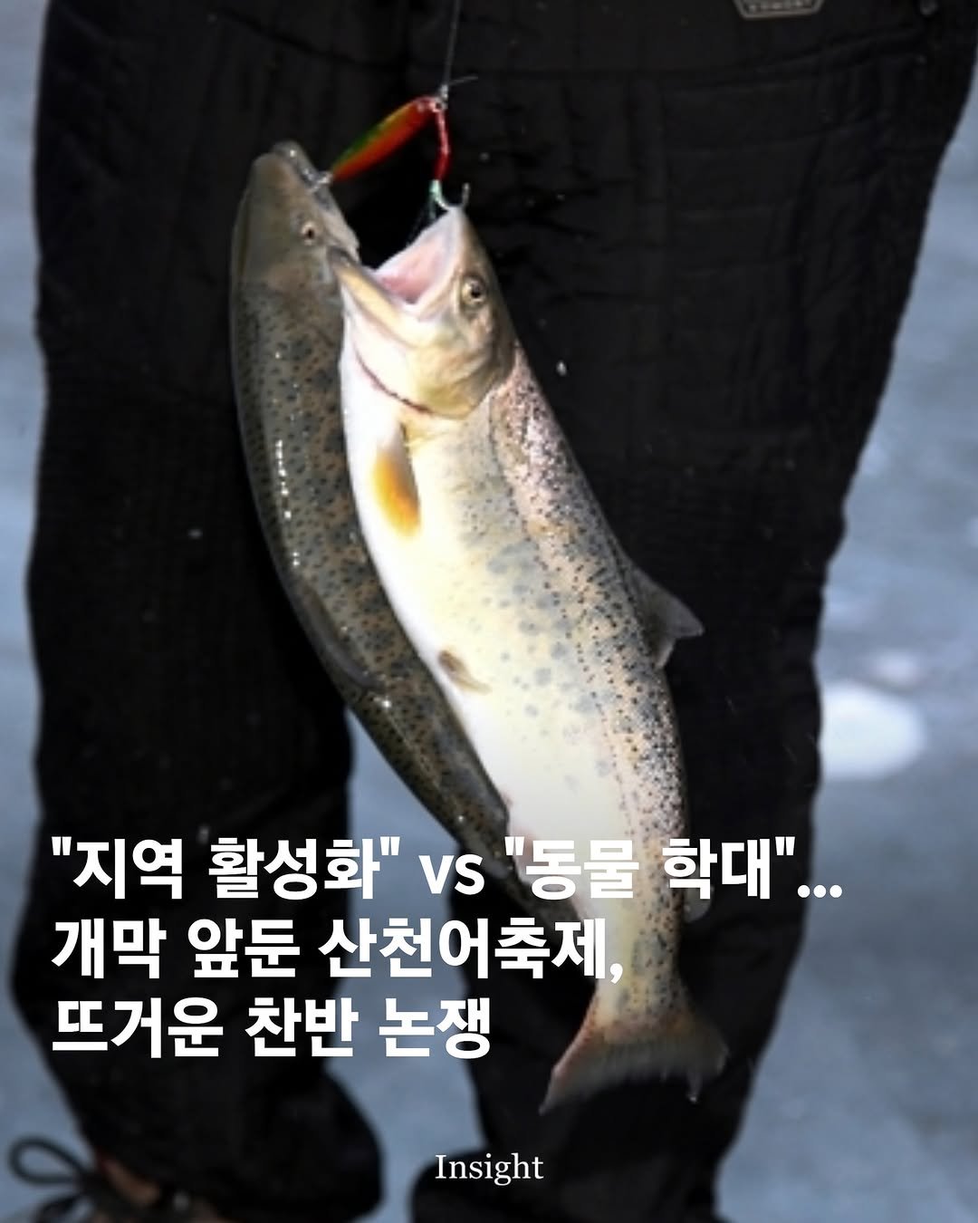Photo by 인사이트 on January 07, 2026. May be an image of fishing, fish and text that says '"지역 활성화" vs "동물 학대"... 개막 앞둔 산천어축제 뜨거운 찬반 논쟁 Insight'.