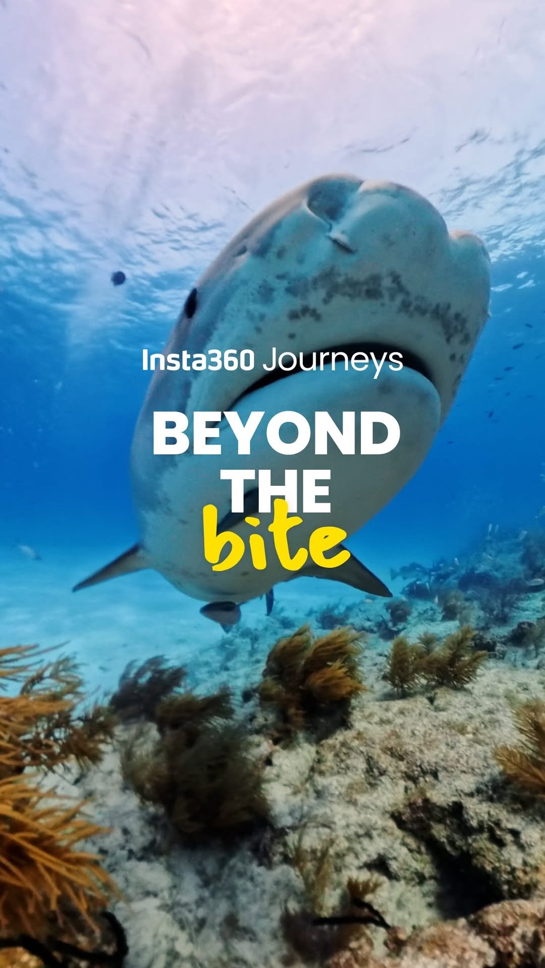 insta360 게시물 이미지: This Shark Awareness Week, we’re on a mission...