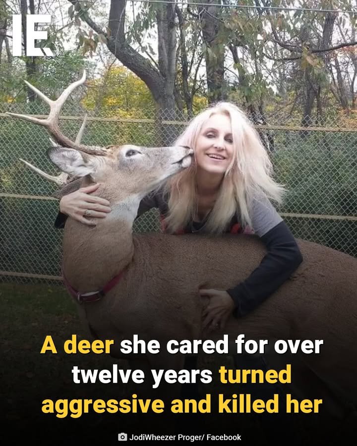 Photo by Interesting Engineering on November 28, 2025. May be an image of deer and text that says 'E A deer she cared for over twelve years turned aggressive and killed her O JodiWheezer Proger/ Facebook'.