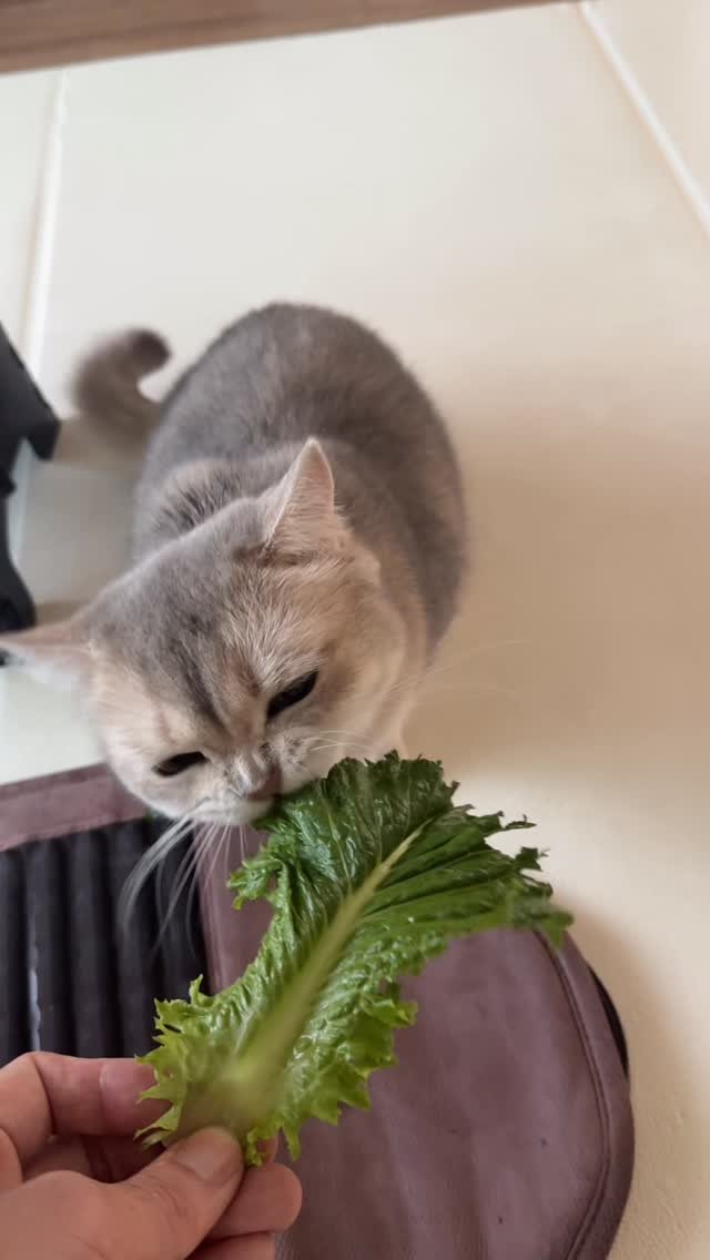 iruda_c 게시물 이미지: 상추 뜯어먹는 토끼🐰