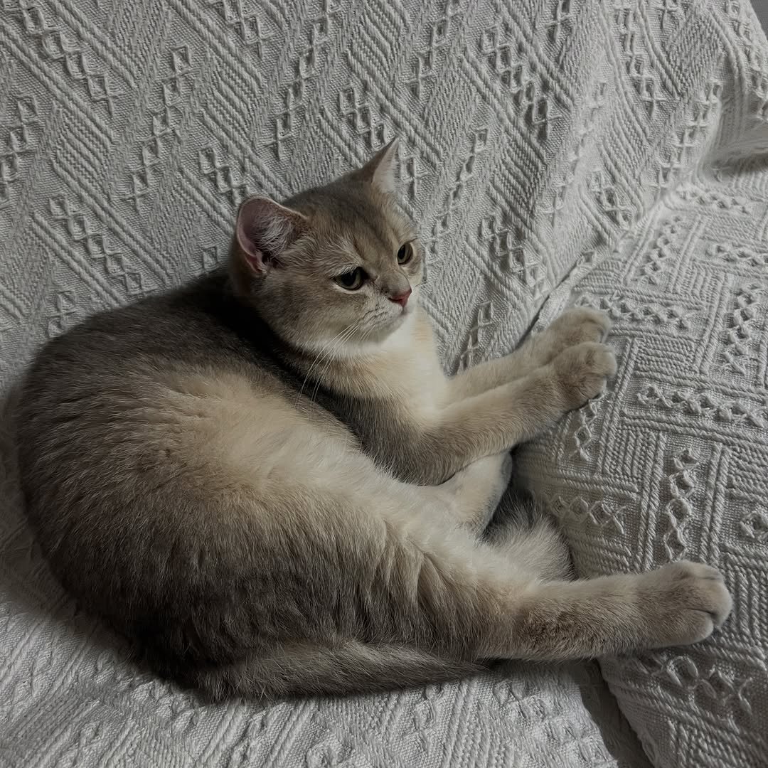 Photo by RUDA 루다ㅣ초미묘 고양이 on October 18, 2025. May be an image of Abyssinian cat, kitten and text.