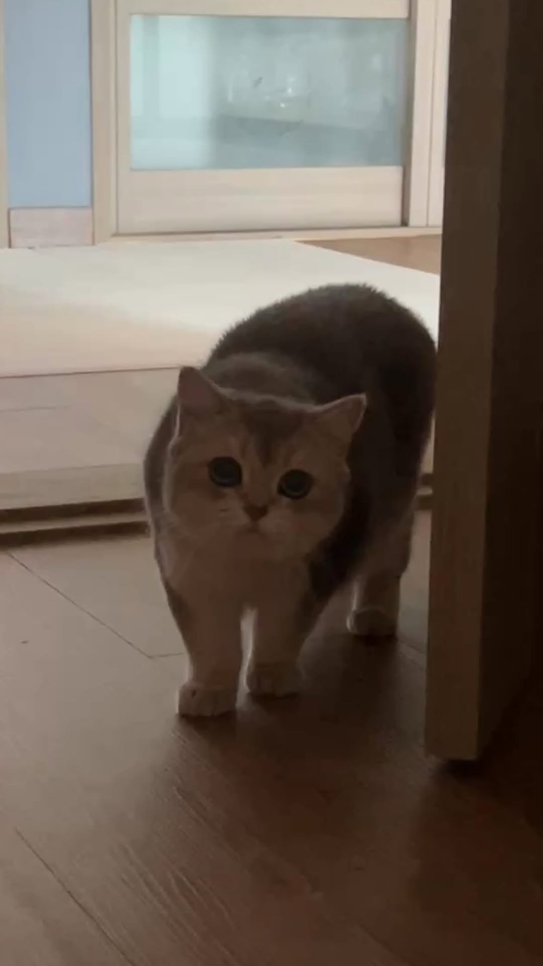 iruda_c 게시물 이미지: 준비 자세만 진지하노??
#고양이일상