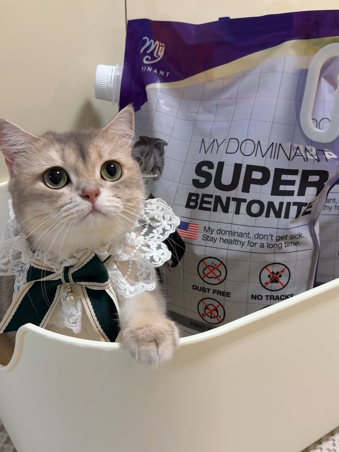 Photo shared by RUDA 루다ㅣ초미묘 고양이 on December 02, 2025 tagging @my_dominant_cats, and @mydominant_official. May be an image of kitten, petfood and text that says 'Miyj INANT MYDOMINAN SUPER BENTONIT hy My Stay Mydominant,don't dominant, don't healthyforalongtime g time healthy fora Stayhealthyfora foralong long'.