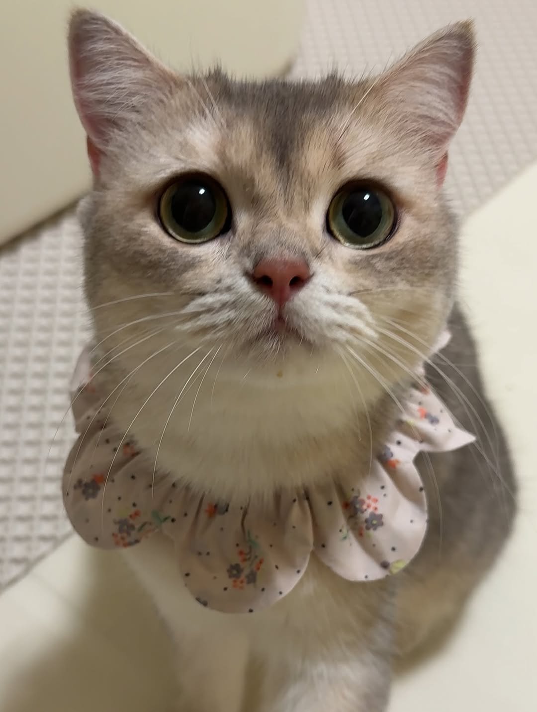 Photo by RUDA 루다ㅣ초미묘 고양이 on August 28, 2025. May be an image of kitten, Abyssinian cat, tortoiseshell cat, bowtie and text.
