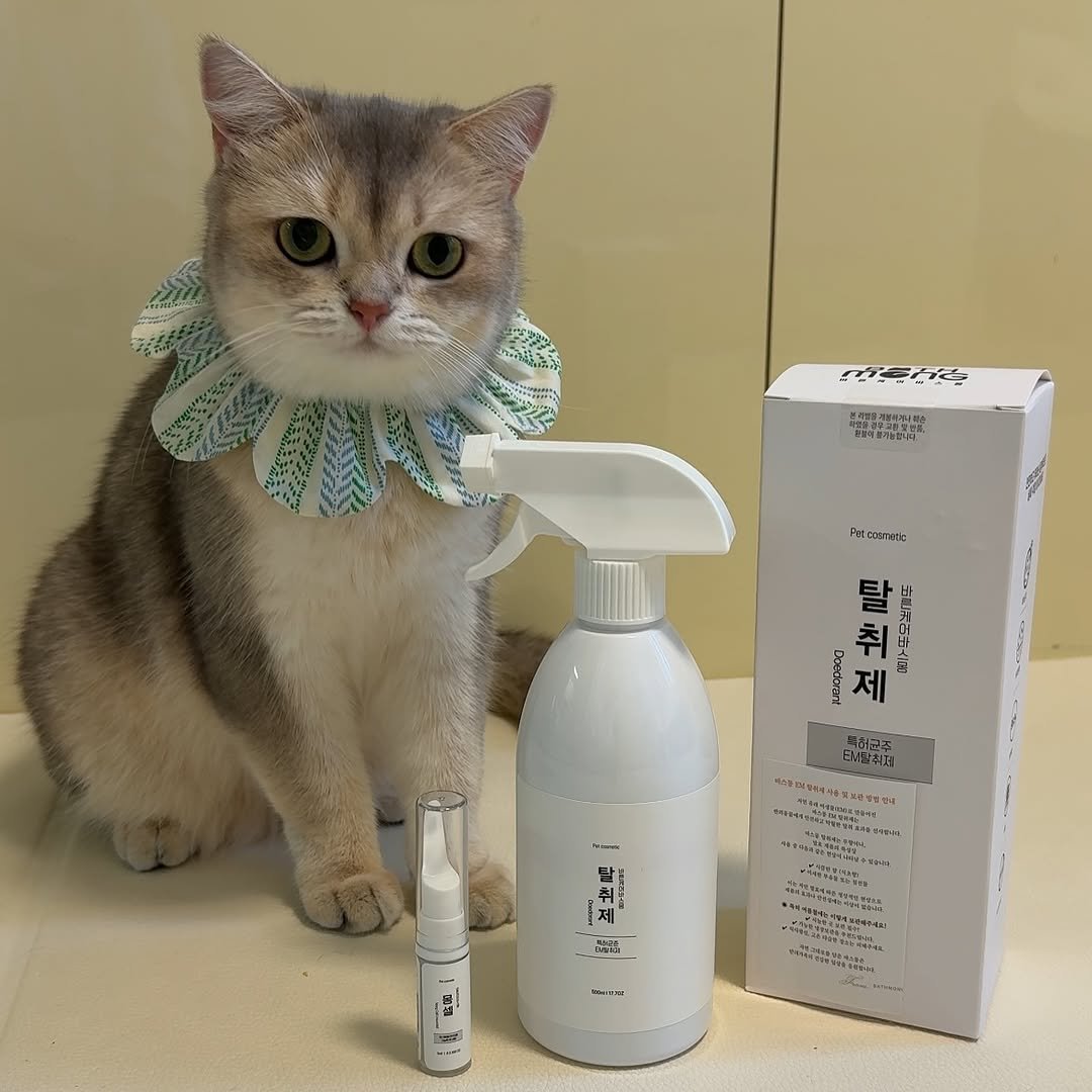 Photo shared by RUDA 루다ㅣ초미묘 고양이 on September 16, 2025 tagging @bath_mong. May be an image of kitten, hair product, hand cream, lotion and text.