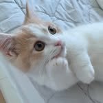 cat_minsikk 프로필 사진