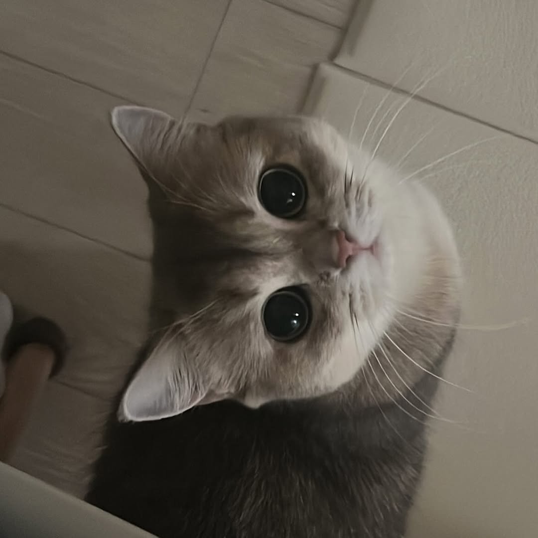 Photo by RUDA 루다ㅣ초미묘 고양이 on February 12, 2026. May be an image of kitten and Abyssinian cat.