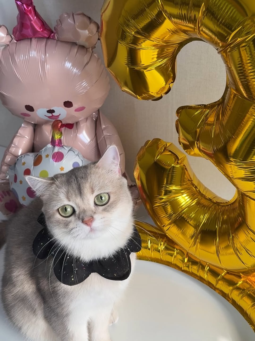 Photo by RUDA 루다ㅣ초미묘 고양이 on March 29, 2026. May be an image of kitten, Persian cat, fur, bowtie, balloon, bow and text.