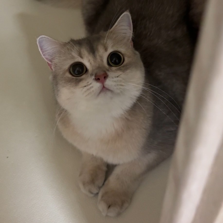 Photo by RUDA 루다ㅣ초미묘 고양이 on October 27, 2025. May be an image of kitten, Abyssinian cat and text.