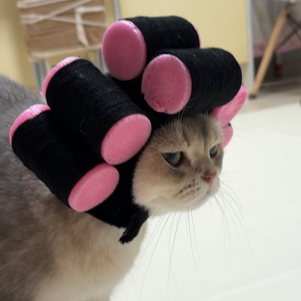 Photo by RUDA 루다ㅣ초미묘 고양이 on September 09, 2025. May be an image of ragdoll cat, Abyssinian cat, kitten, Persian cat, hair dryer and text.