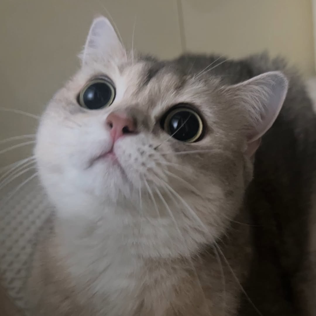 Photo by RUDA 루다ㅣ초미묘 고양이 on January 24, 2026. May be an image of kitten, Abyssinian cat and text.