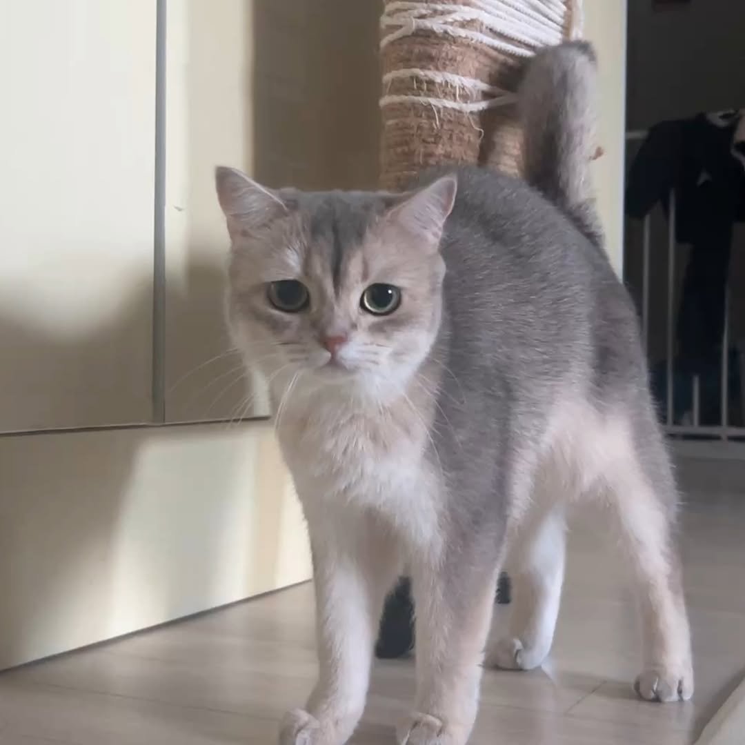 Photo by RUDA 루다ㅣ초미묘 고양이 on September 25, 2025. May be an image of Abyssinian cat, kitten and text.