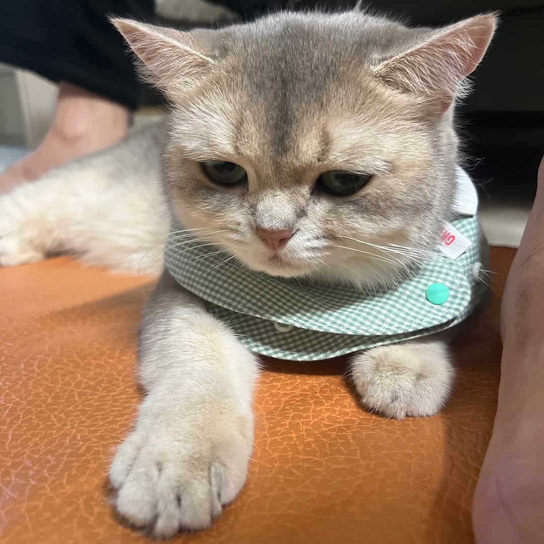 Photo by RUDA 루다ㅣ초미묘 고양이 on November 29, 2025. May be an image of Abyssinian cat, kitten and text.