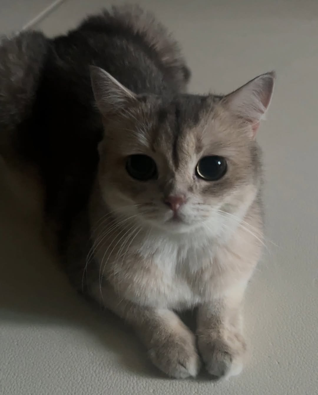 Photo by RUDA 루다ㅣ초미묘 고양이 on October 21, 2025. May be an image of Abyssinian cat, tortoiseshell cat, kitten and text.