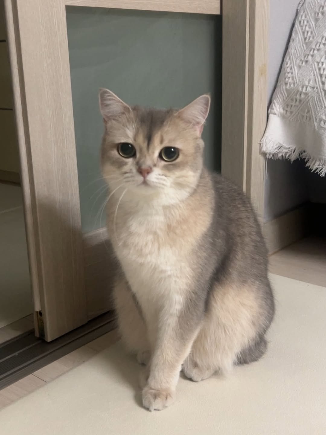 Photo by RUDA 루다ㅣ초미묘 고양이 on January 22, 2026. May be an image of Abyssinian cat, kitten and text.