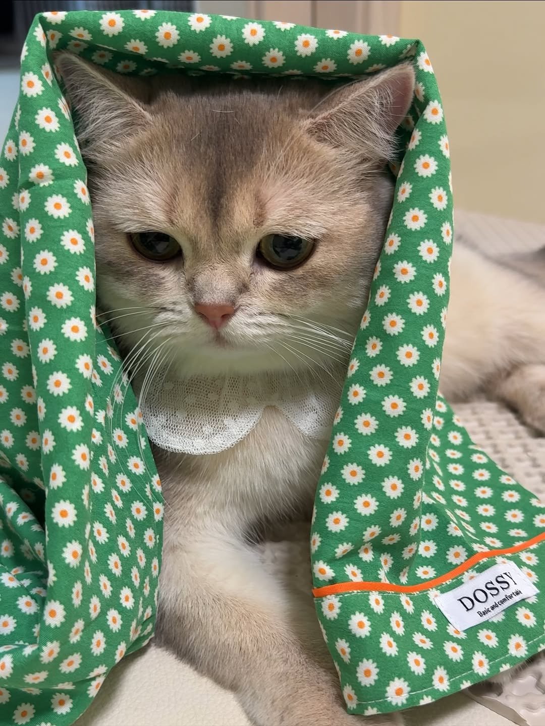 Photo shared by RUDA 루다ㅣ초미묘 고양이 on October 25, 2025 tagging @dossy.kr. May be an image of ragdoll cat, kitten, Abyssinian cat, Persian cat, shawl, bandanna, grocery bag and text.