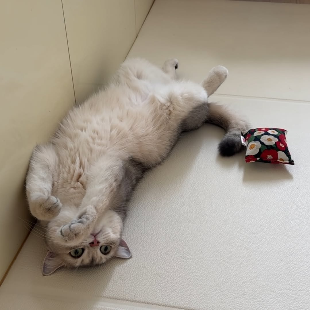 Photo by RUDA 루다ㅣ초미묘 고양이 on September 13, 2025. May be an image of ragdoll cat, kitten, Abyssinian cat, carpet and text.
