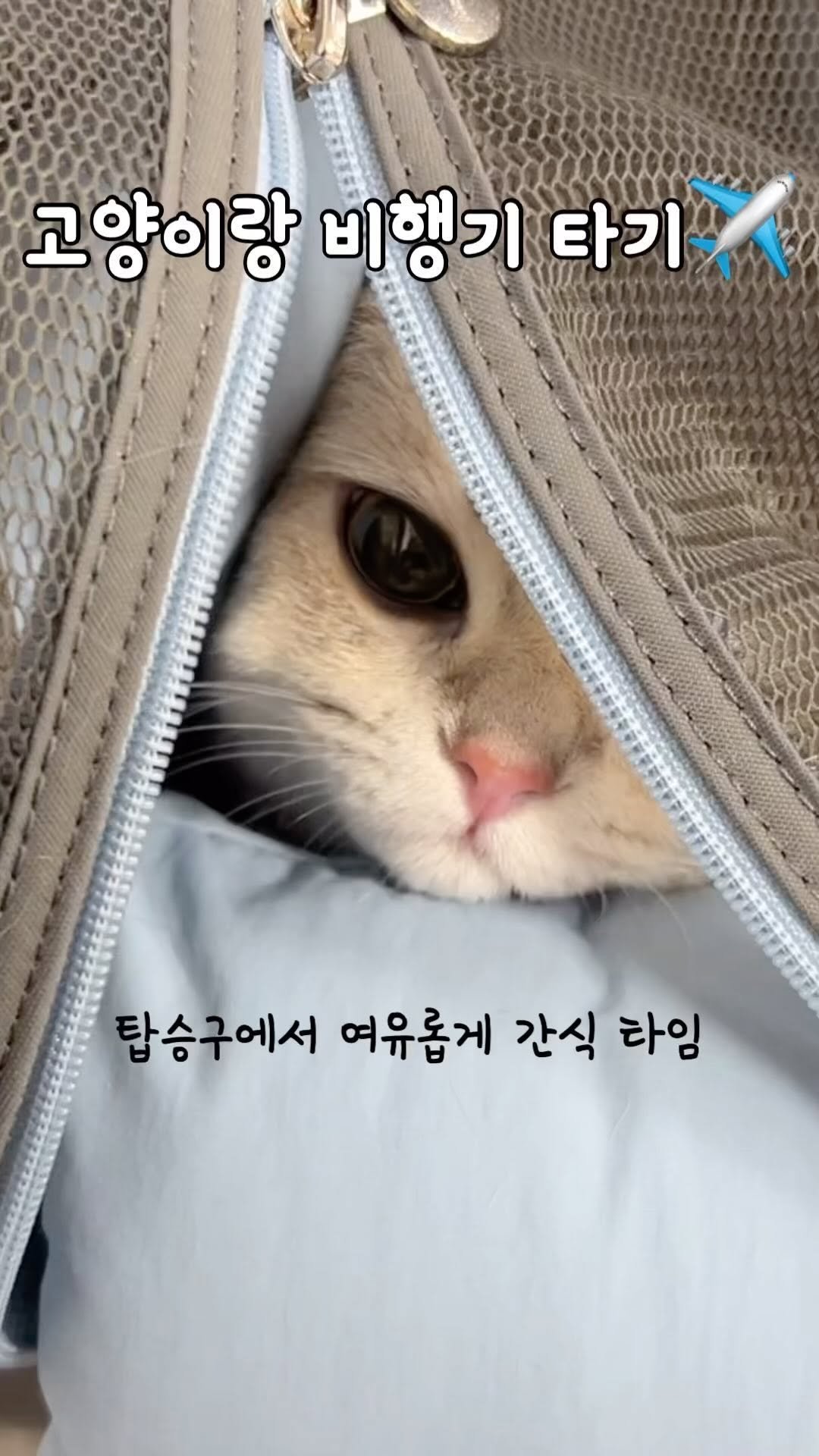 iruda_c 게시물 이미지: 제주 촌냥이 육지 할미집 가다✈️
.
.
.
**이동가방 문의주시는 분들이 계셔서...