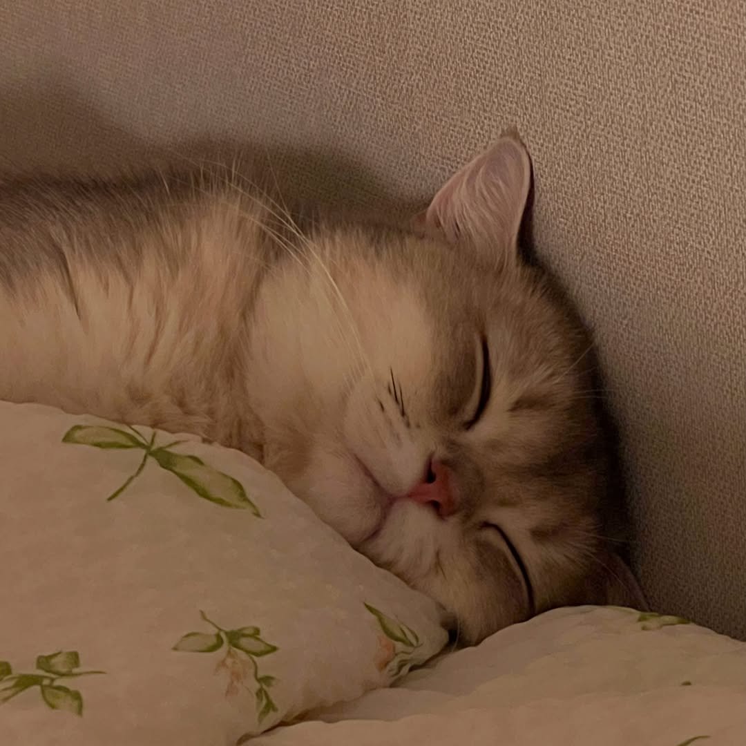 iruda_c 게시물 이미지: 아기 자요🤫🫠💤