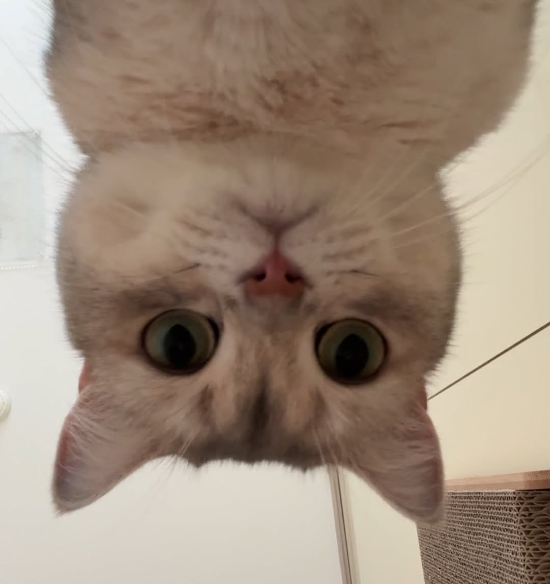 Photo by RUDA 루다ㅣ초미묘 고양이 on August 27, 2025. May be an image of ragdoll cat, kitten, Abyssinian cat and text.