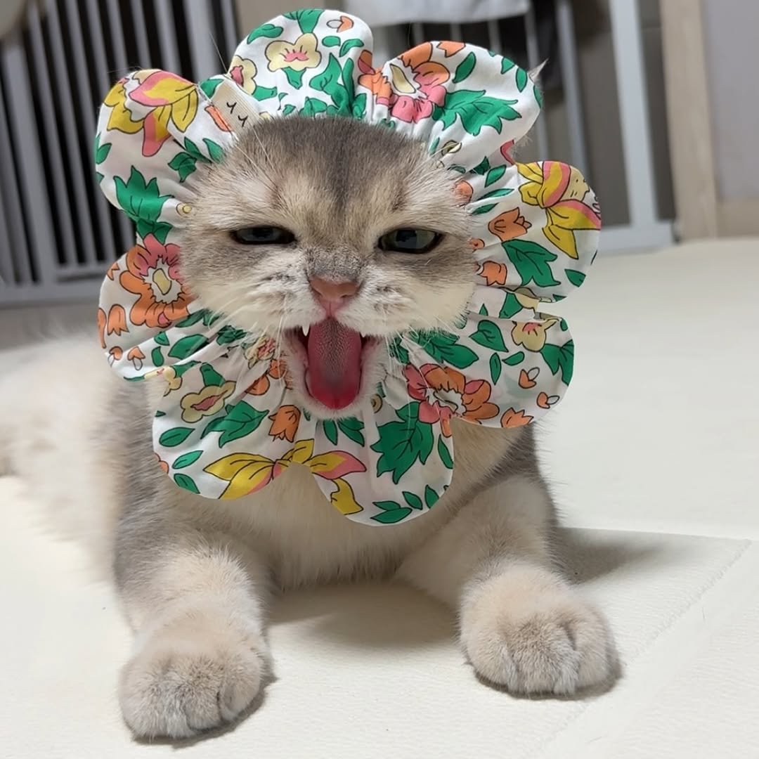 Photo by RUDA 루다ㅣ초미묘 고양이 on August 01, 2025. May be an image of Abyssinian cat, Persian cat, kitten and text.