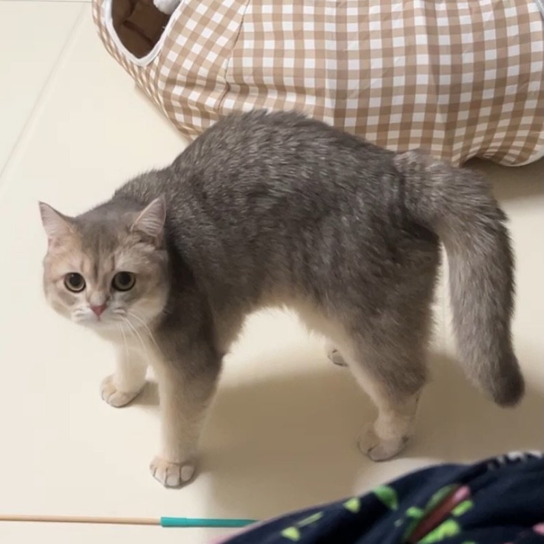 Photo by RUDA 루다ㅣ초미묘 고양이 on February 10, 2026. May be an image of Abyssinian cat, kitten and text.