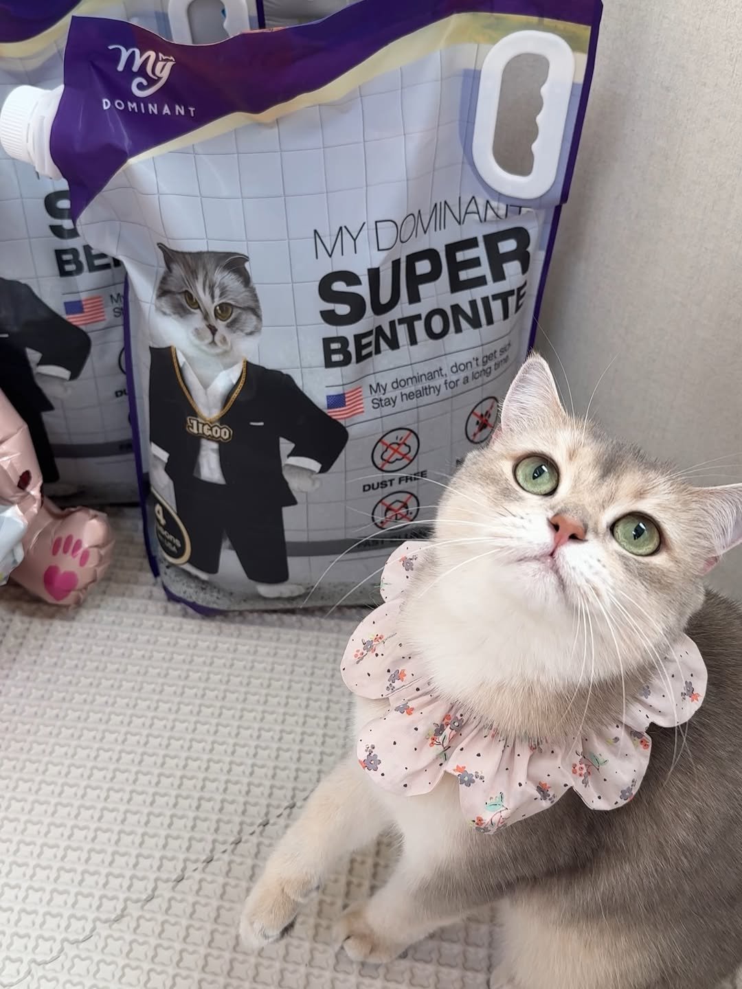 Photo shared by RUDA 루다ㅣ초미묘 고양이 on April 01, 2026 tagging @my_dominant_cats, and @mydominant_official. May be an image of ‎kitten, Persian cat, petfood and ‎text that says '‎My DOMINANT BE 0 SUPER MYDOMINAN DOMINA MY BENTONITE don't My dominant, Mydominantdonte for Stay healthy 11600 ل1‎'‎‎.