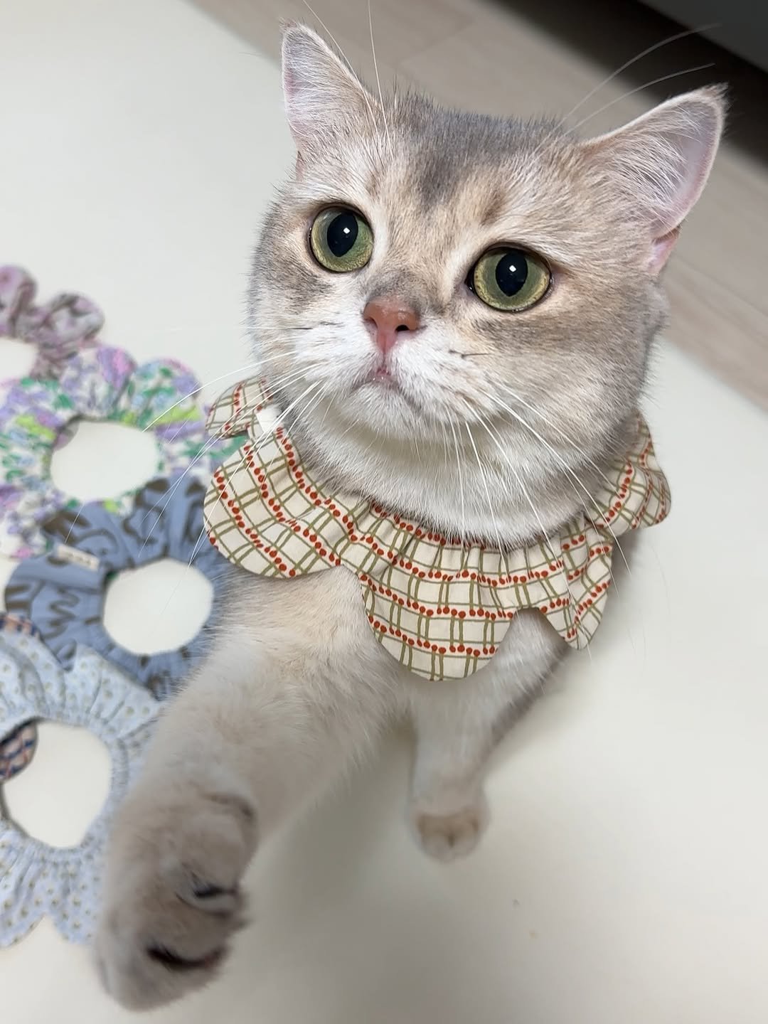 Photo by RUDA 루다ㅣ초미묘 고양이 on August 09, 2025. May be an image of Persian cat, Abyssinian cat, kitten, bowtie and text.