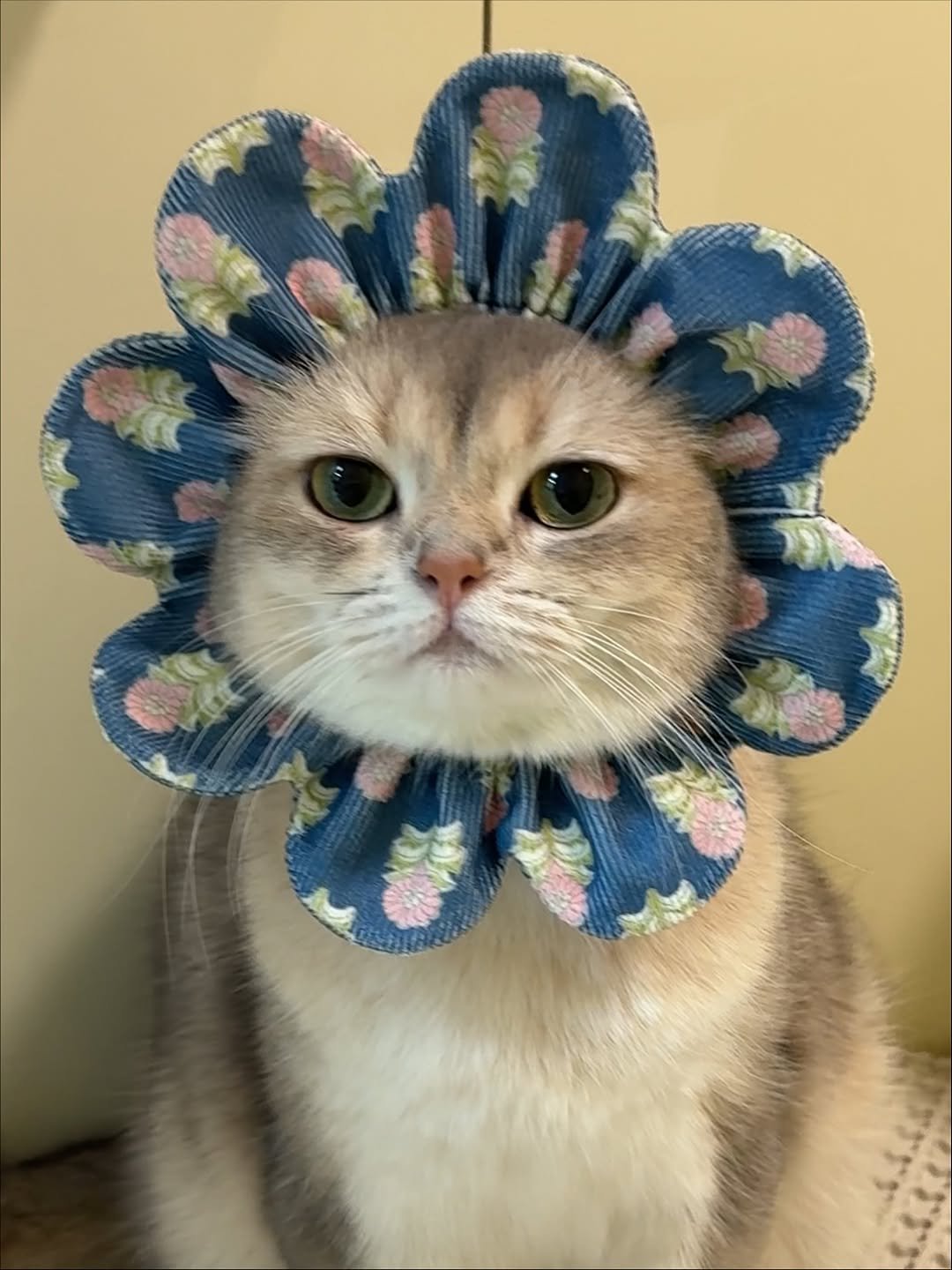 Photo by RUDA 루다ㅣ초미묘 고양이 on October 28, 2025. May be an image of kitten, Abyssinian cat, tortoiseshell cat, Persian cat and text.