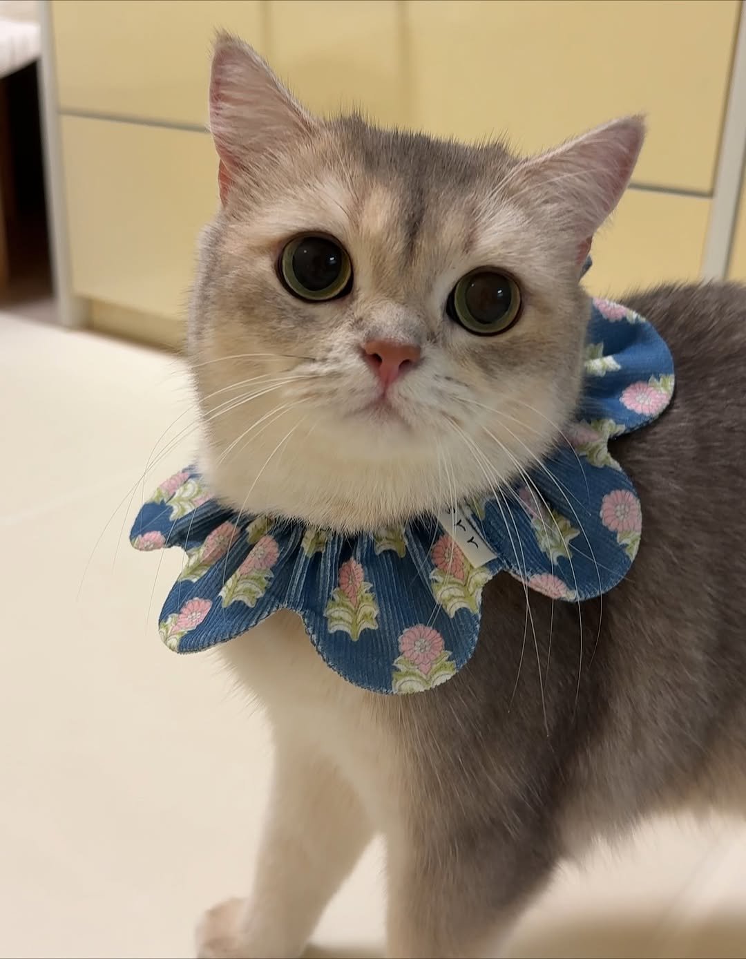 Photo by RUDA 루다ㅣ초미묘 고양이 on September 18, 2025. May be an image of kitten, Abyssinian cat, Persian cat and text.
