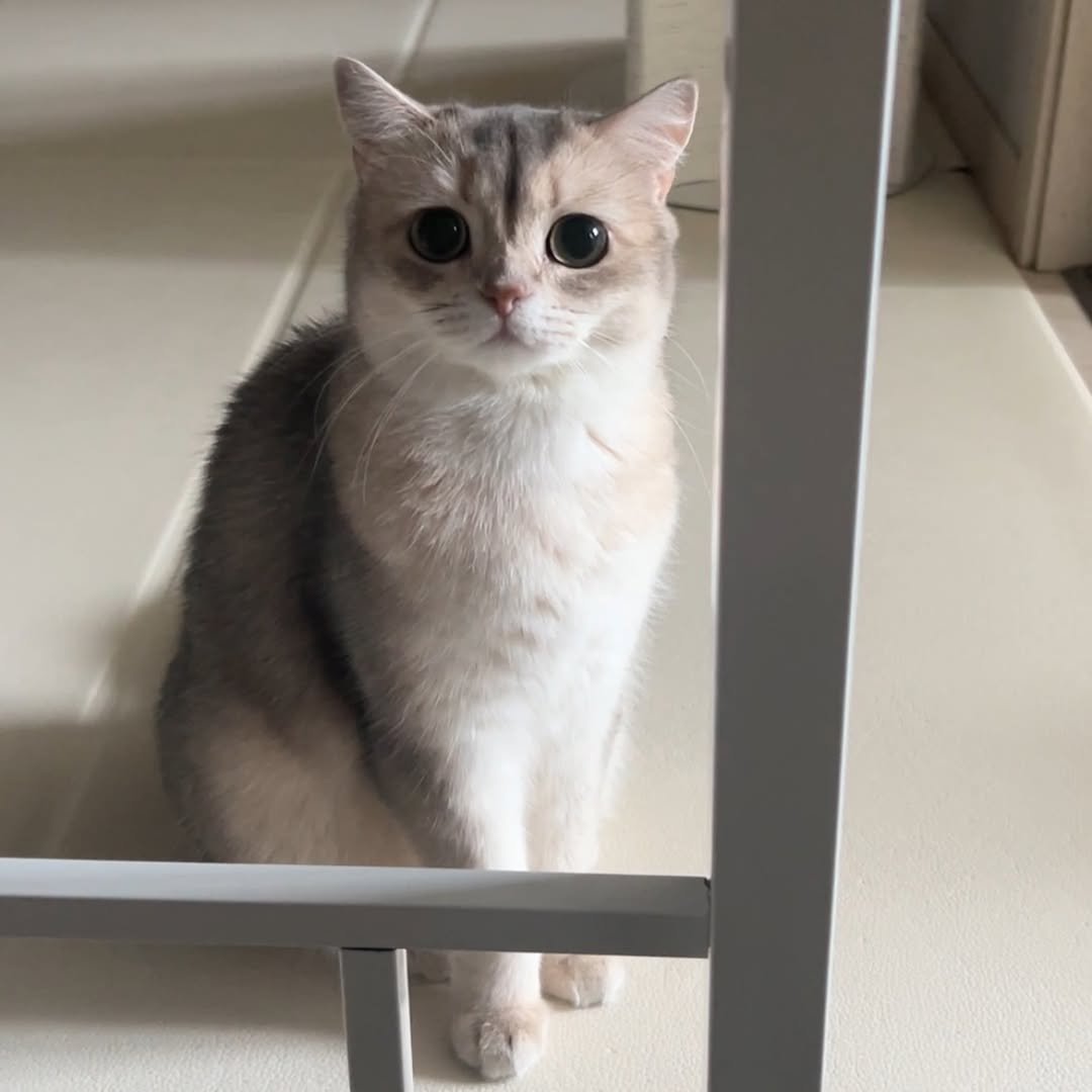 Photo by RUDA 루다ㅣ초미묘 고양이 on March 15, 2026. May be an image of Abyssinian cat, kitten and text.