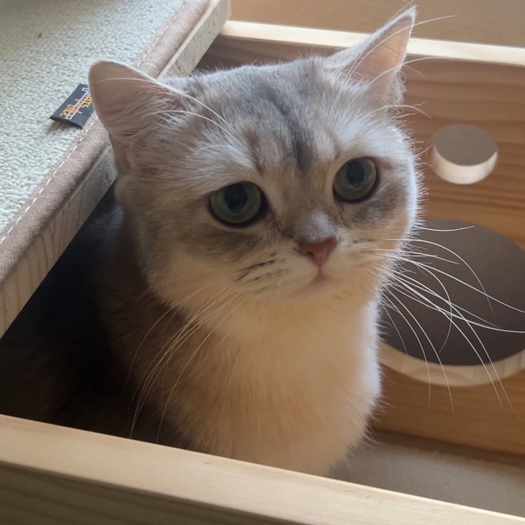 Photo by RUDA 루다ㅣ초미묘 고양이 on February 11, 2026. May be an image of kitten, Abyssinian cat and text.