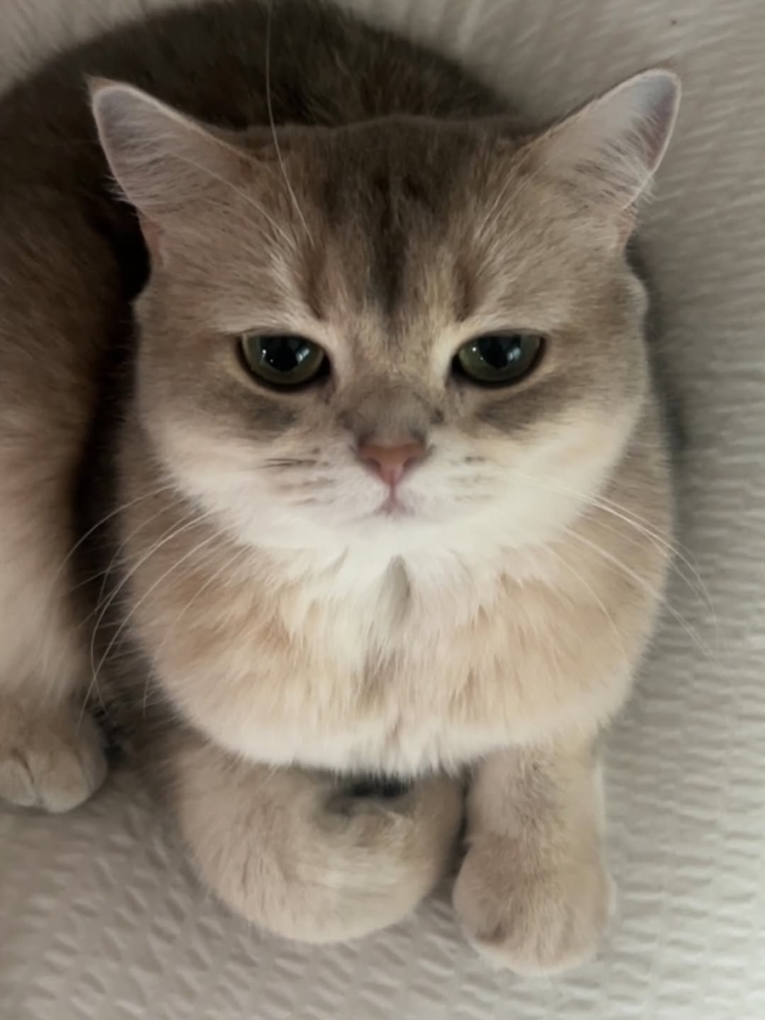 Photo by RUDA 루다ㅣ초미묘 고양이 on March 30, 2026. May be an image of Abyssinian cat, kitten, Persian cat, fur and text.