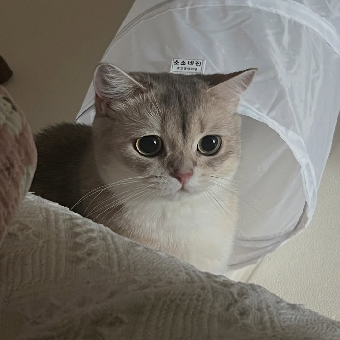 Photo by RUDA 루다ㅣ초미묘 고양이 on March 06, 2026. May be an image of ragdoll cat, Abyssinian cat, kitten and text.