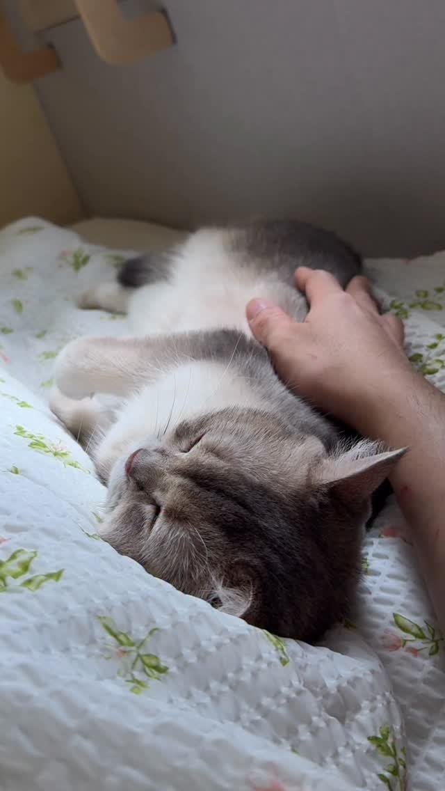 iruda_c 게시물 이미지: 인간아 숨도 쉬지마!!🤫