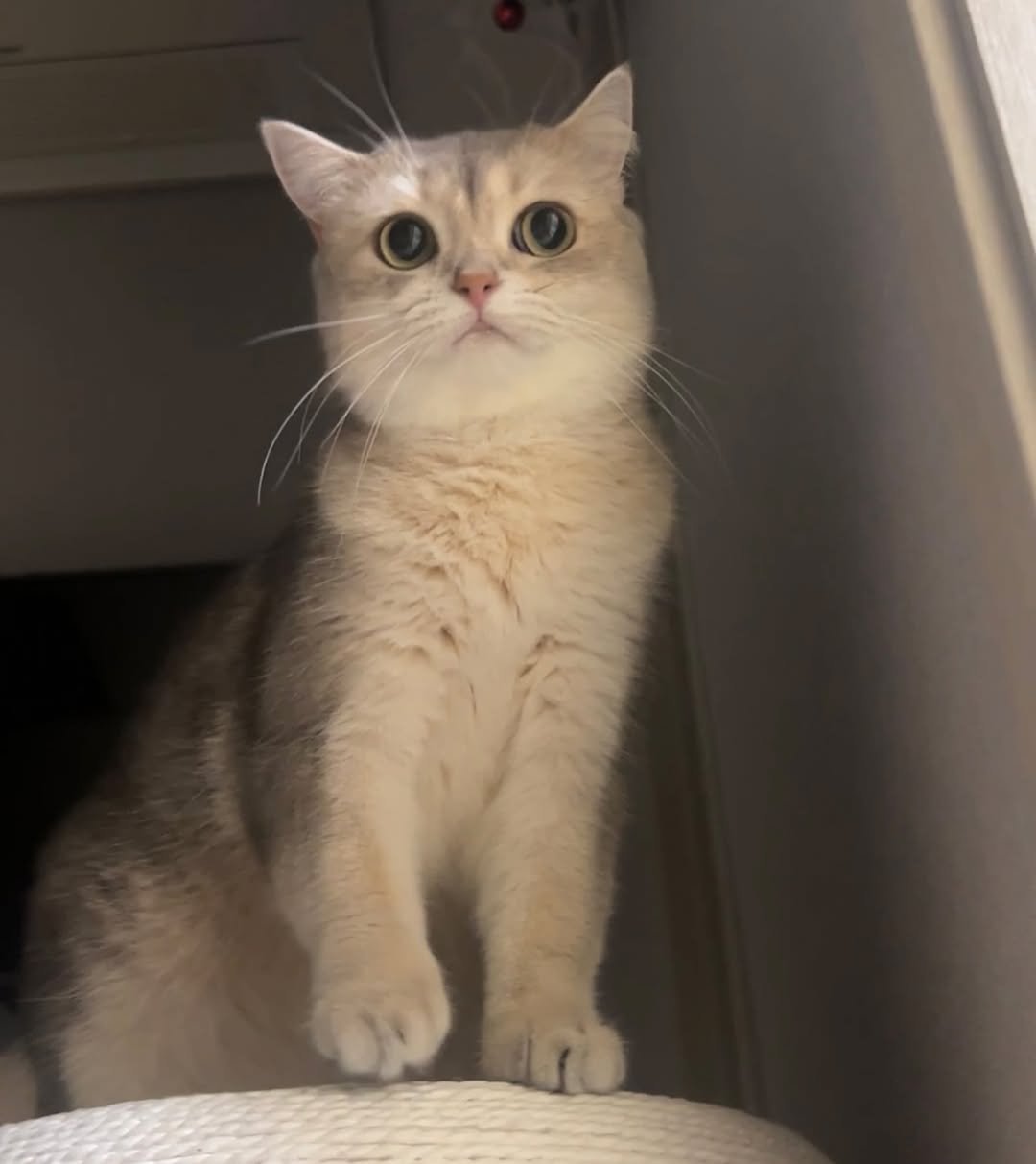 Photo by RUDA 루다ㅣ초미묘 고양이 on July 29, 2025. May be an image of ragdoll cat, kitten, Abyssinian cat, Persian cat and text.