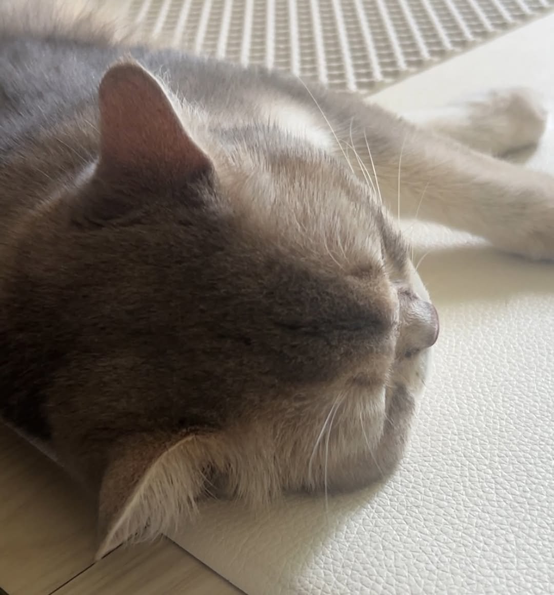 Photo by RUDA 루다ㅣ초미묘 고양이 on August 08, 2025. May be an image of sleeping, ragdoll cat, kitten, Abyssinian cat and text.