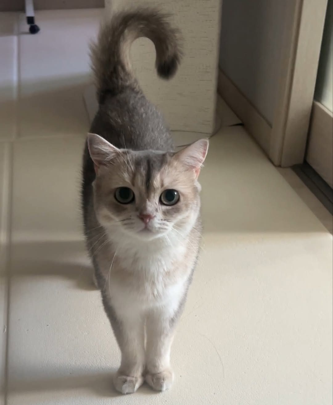 Photo by RUDA 루다ㅣ초미묘 고양이 on August 16, 2025. May be an image of Abyssinian cat, kitten and text.