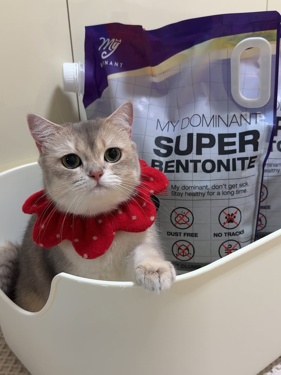 Photo shared by RUDA 루다ㅣ초미묘 고양이 on February 08, 2026 tagging @my_dominant_cats, and @mydominant_official. May be an image of kitten, petfood and text that says 'Mỹ INAN MY MYDOMINANT SUPER BENTONITE minan dominant,don"tget.sick. ominant, long heathyforalongtime. time.'.