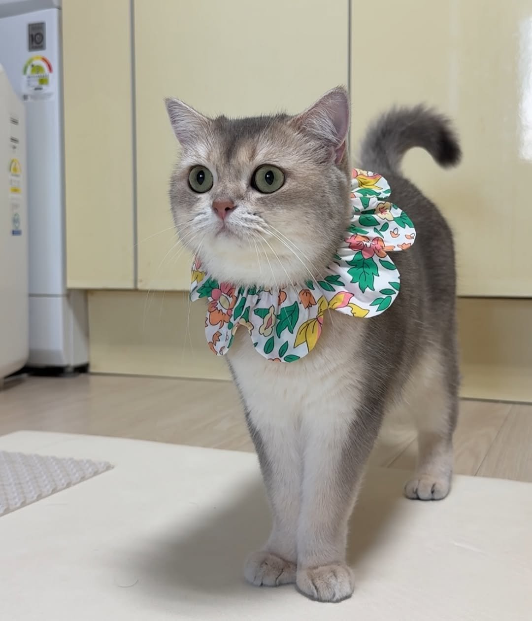 Photo by RUDA 루다ㅣ초미묘 고양이 on August 08, 2025. May be an image of Abyssinian cat, kitten, bowtie, bandanna, bow and text.