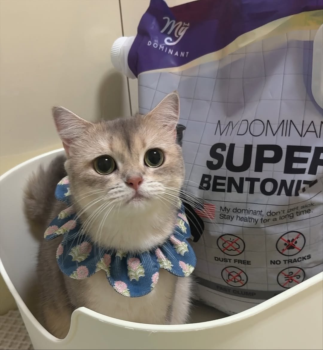 Photo shared by RUDA 루다ㅣ초미묘 고양이 on November 03, 2025 tagging @my_dominant_cats, and @mydominant_official. May be an image of kitten, petfood and text that says 'Mỹ DOMINANT DOMINANT C MYDOMINAI SUPER BENTONE:'.