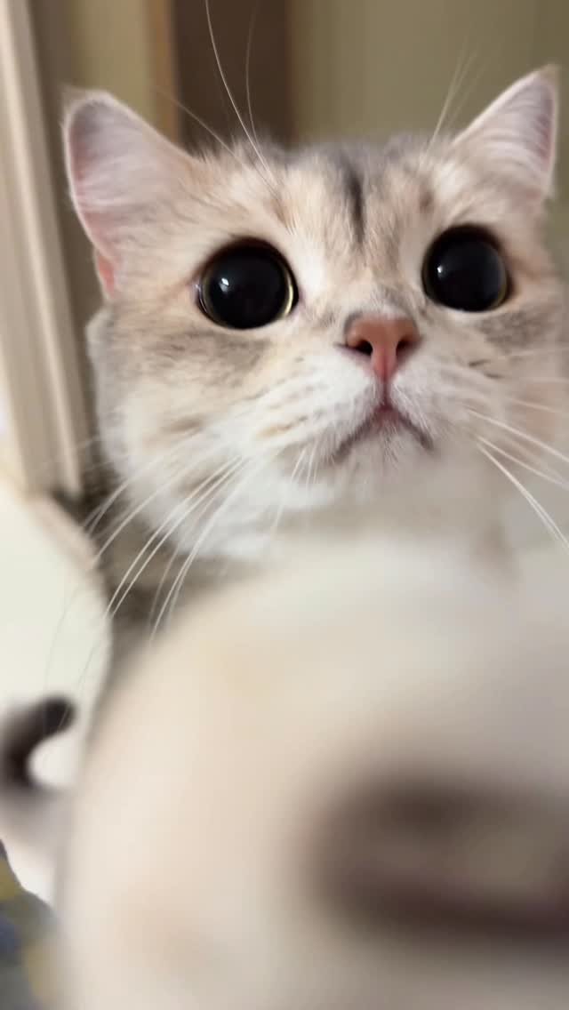 iruda_c 게시물 이미지: 저기요!! 저 많이 귀엽나요?