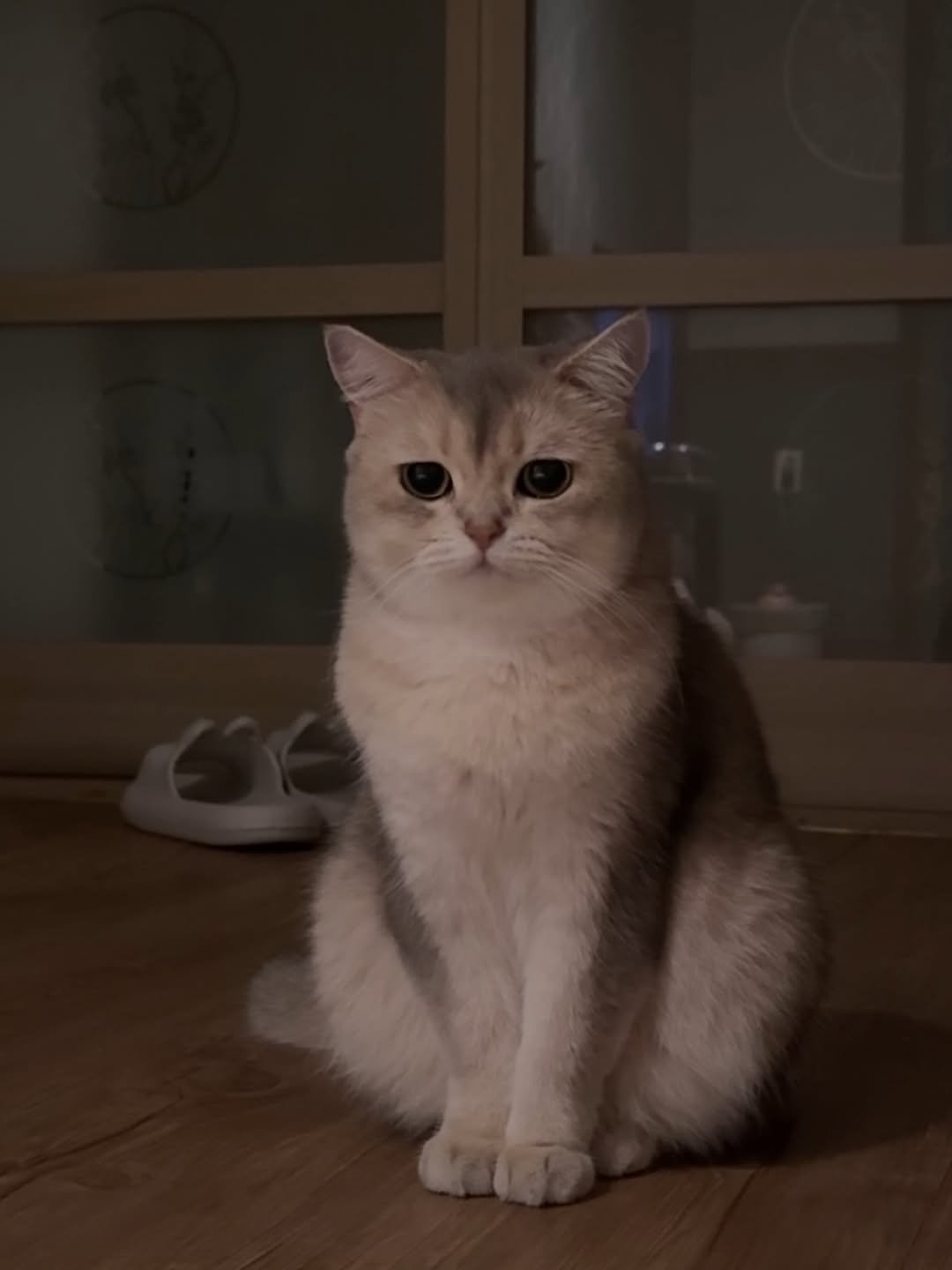 Photo by RUDA 루다ㅣ초미묘 고양이 on April 21, 2026. May be an image of Abyssinian cat, kitten and text.