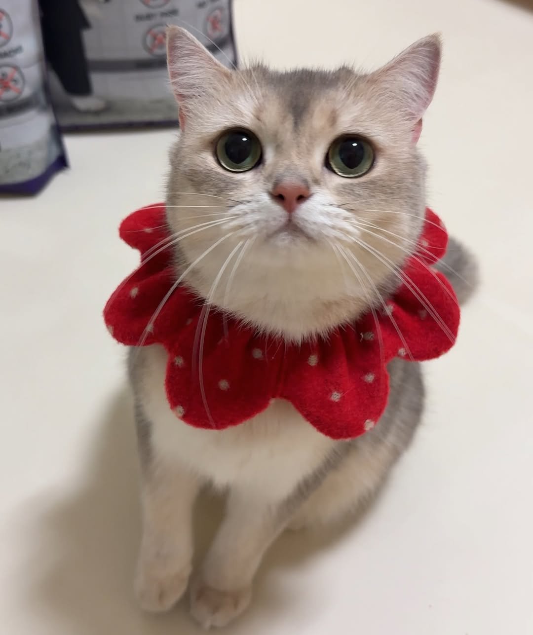 Photo by RUDA 루다ㅣ초미묘 고양이 on February 08, 2026. May be an image of Abyssinian cat, tortoiseshell cat, Persian cat, kitten, bowtie and text.