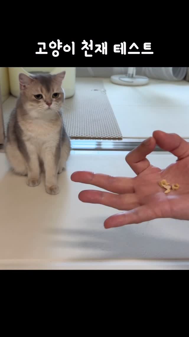 iruda_c 게시물 이미지: 고양이 IQ 3 나왔어요… 웁스..😳