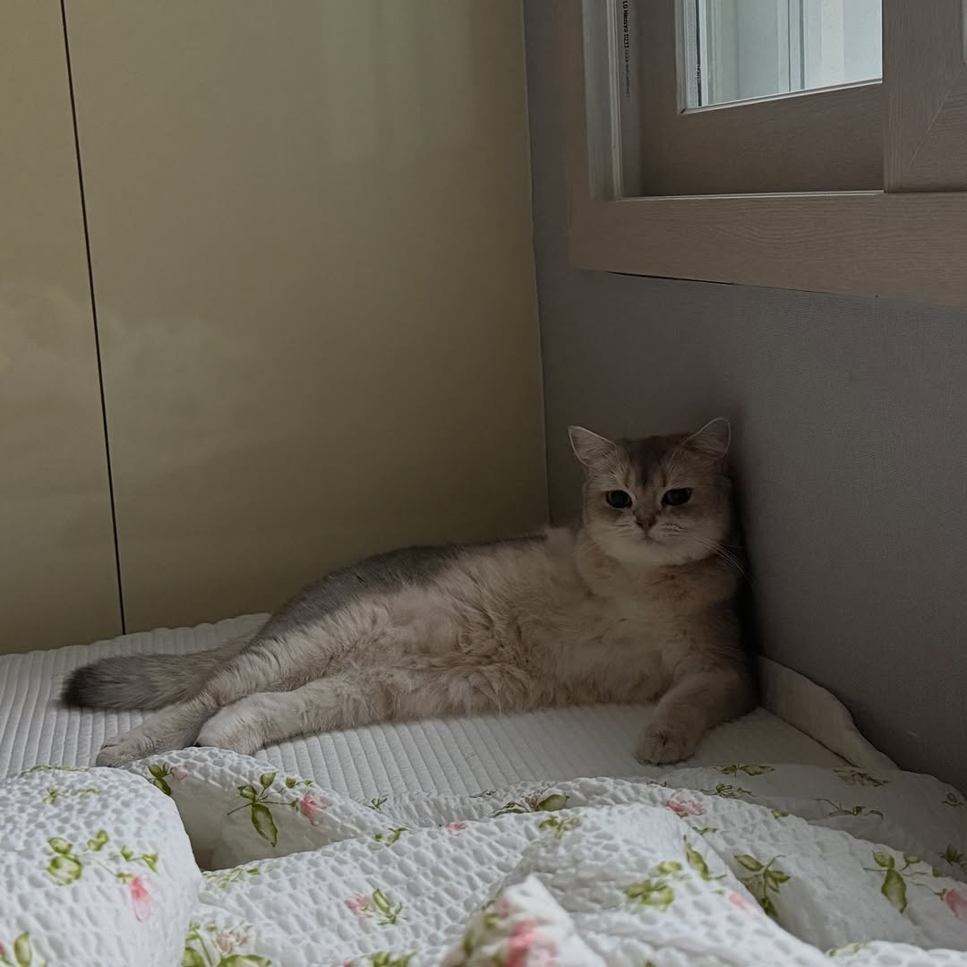 Photo by RUDA 루다ㅣ초미묘 고양이 on November 04, 2025. May be an image of ragdoll cat, Abyssinian cat, kitten, Persian cat, bed, bedroom and text.