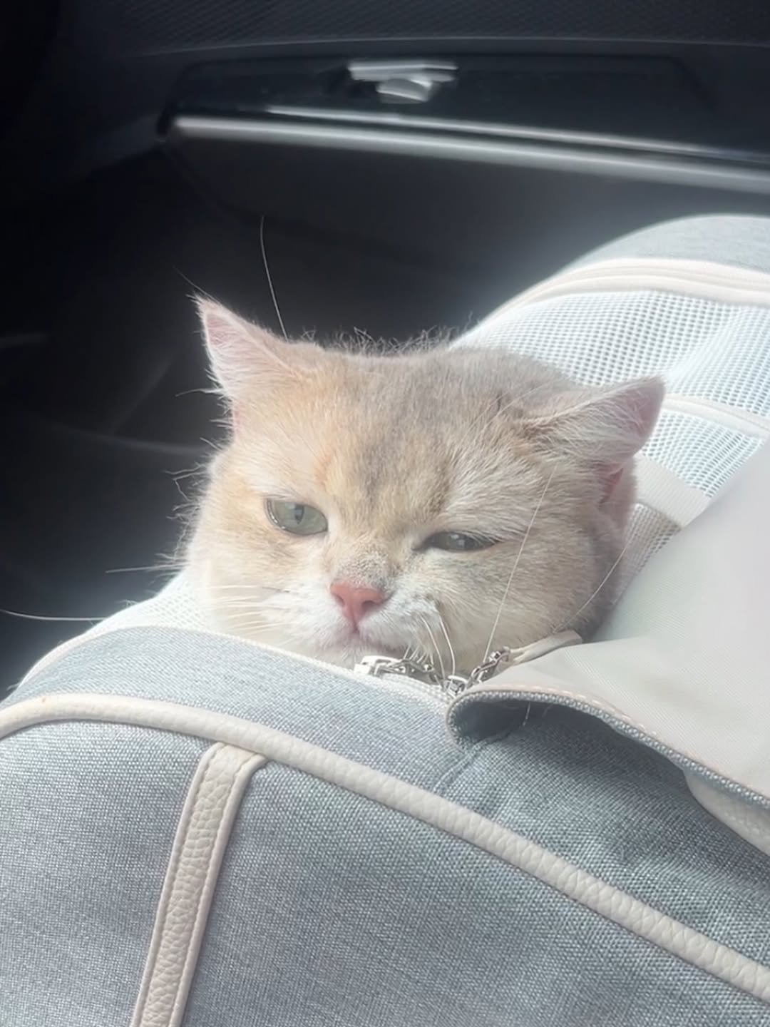 iruda_c 게시물 이미지: 😾샤갈!! 또 병원가요!! 이게 몇번째야!!!
누가봐도 병원시러 고양이..🥺
#고양이이물질섭취